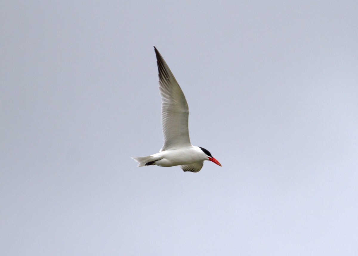 Caspian Tern - ML227750741