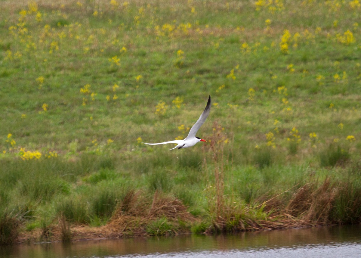 Caspian Tern - ML227750751