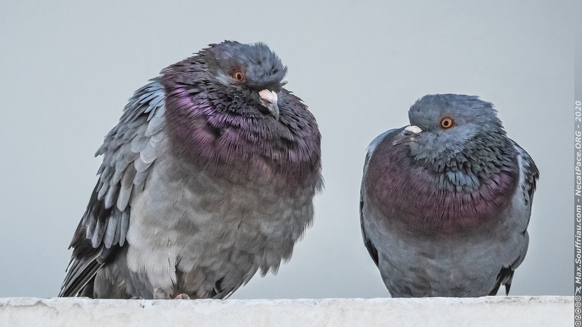 Rock Pigeon (Feral Pigeon) - Max Souffriau