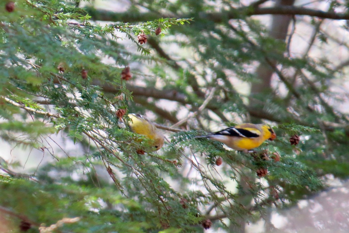 American Goldfinch - ML227752781