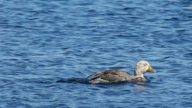 Flying Steamer-Duck - ML227754291