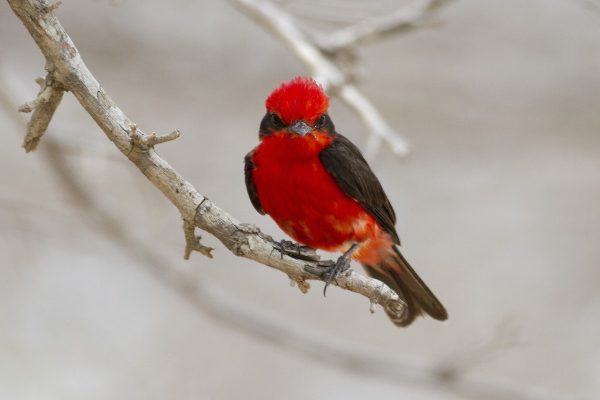 Vermilion Flycatcher (saturatus) - ML227754401