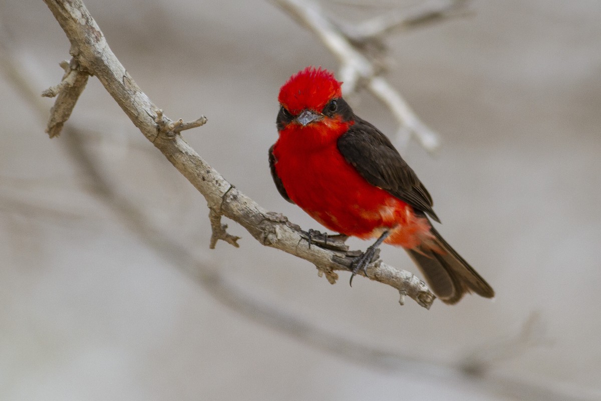 Vermilion Flycatcher (saturatus) - ML227754411