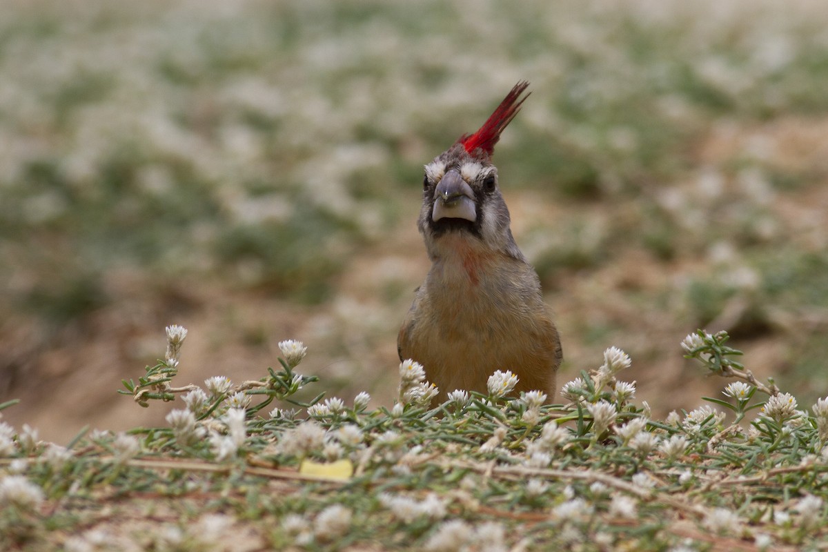 Cardinal vermillon - ML227754861