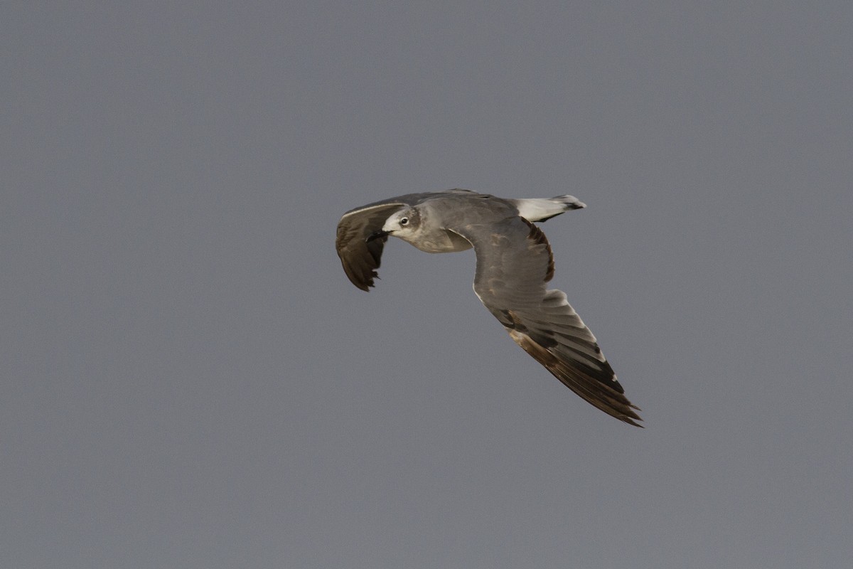 Mouette atricille - ML227754981