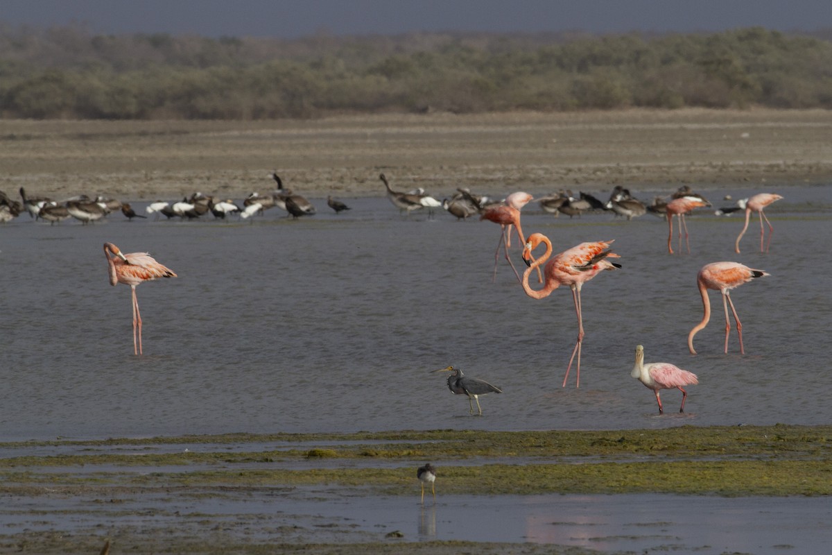 American Flamingo - ML227755731