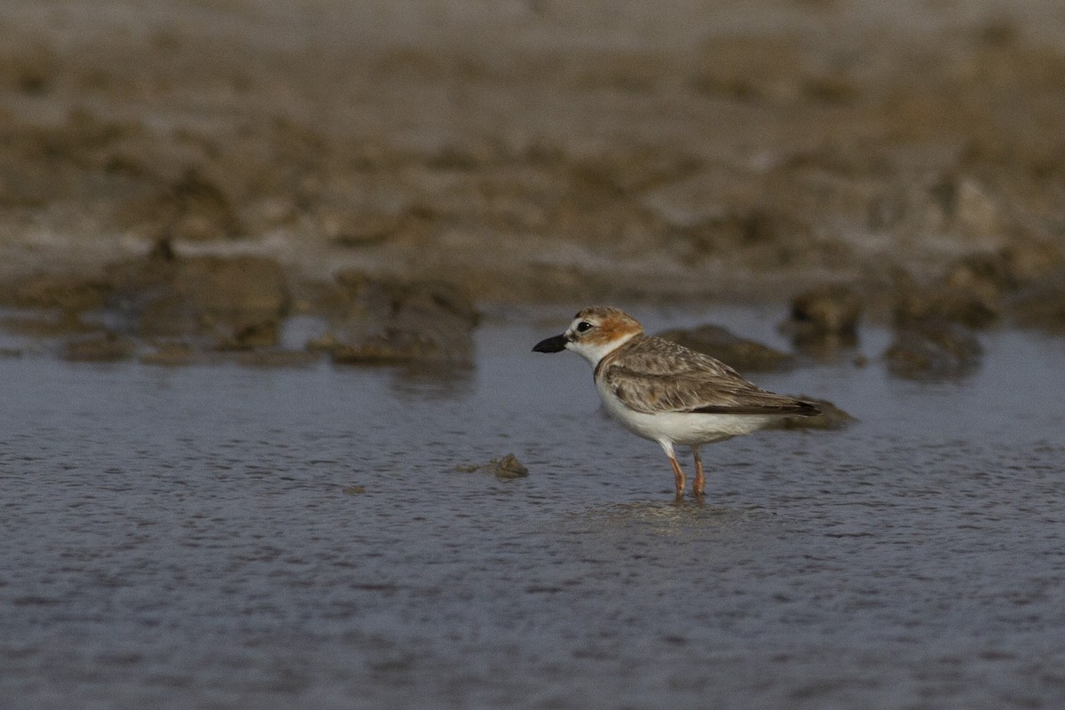 Wilson's Plover - ML227755771