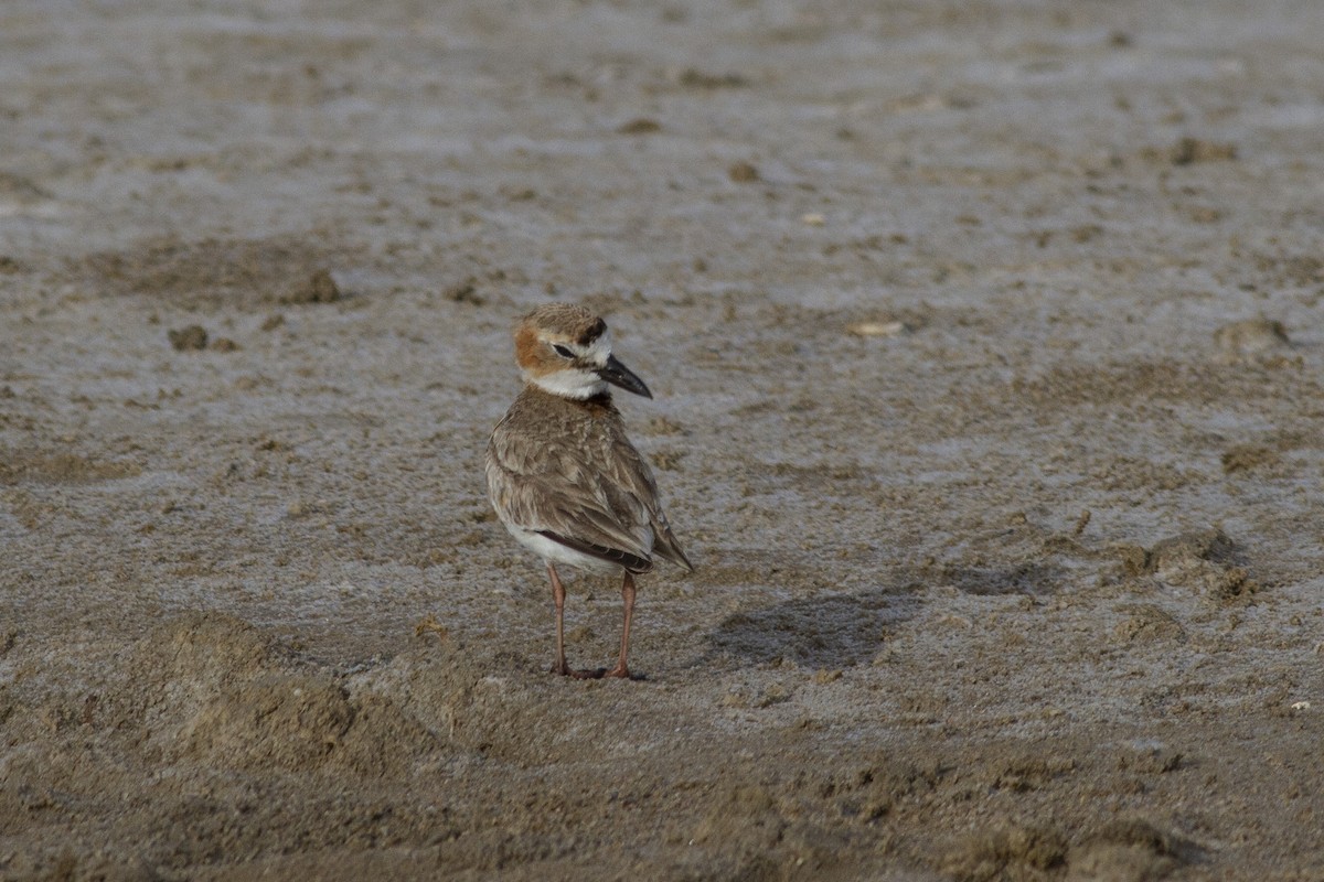 Wilson's Plover - ML227755781