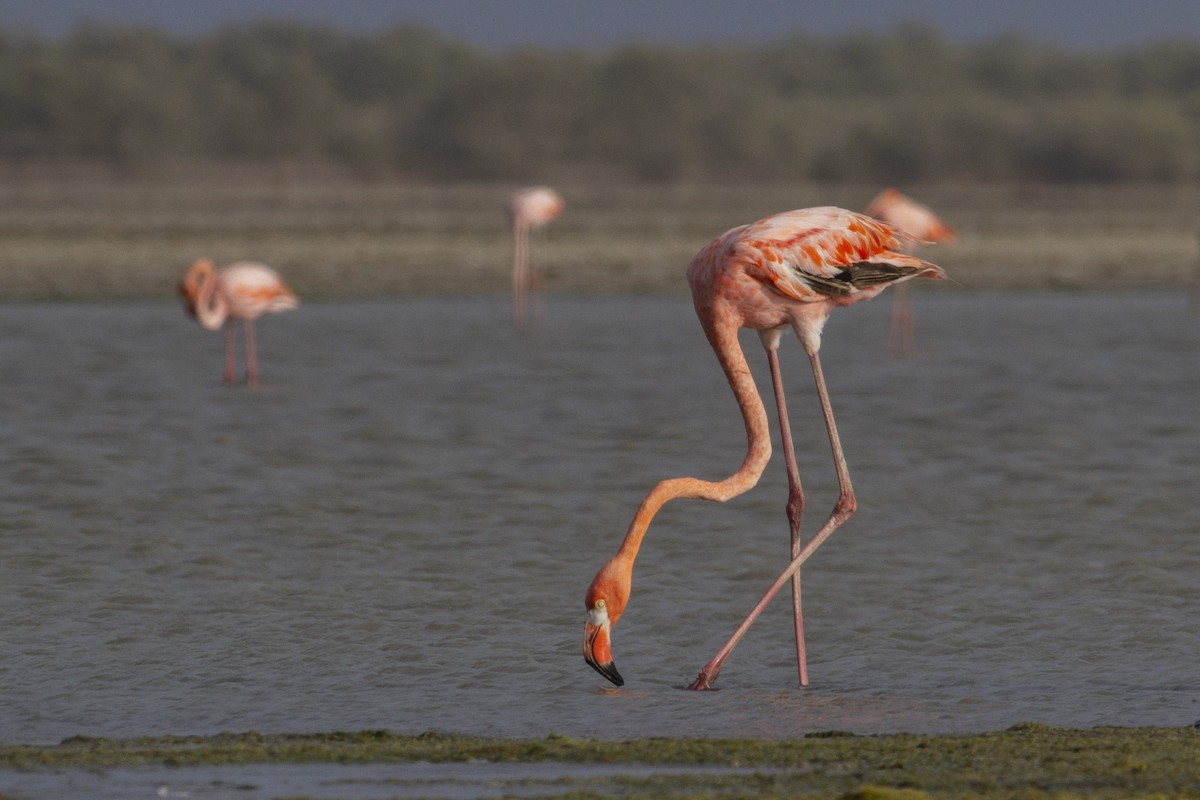 Flamant des Caraïbes - ML227755831