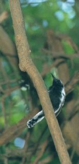 Northern/Southern White-fringed Antwren - ML227756351