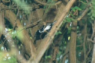 Northern/Southern White-fringed Antwren - ML227756361