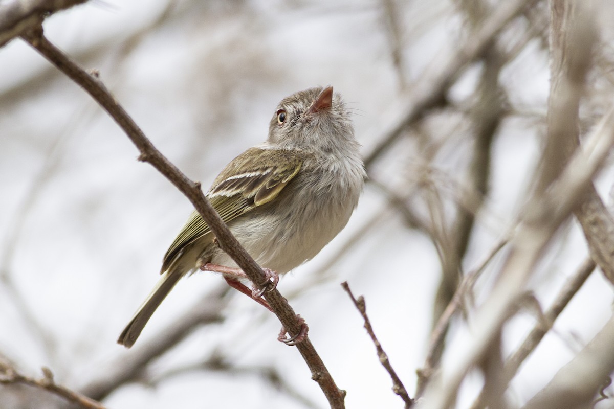 Pearly-vented Tody-Tyrant - Jacob Drucker