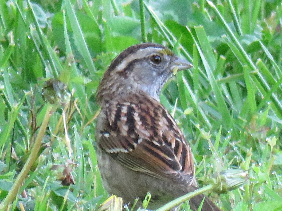 White-throated Sparrow - ML227756601