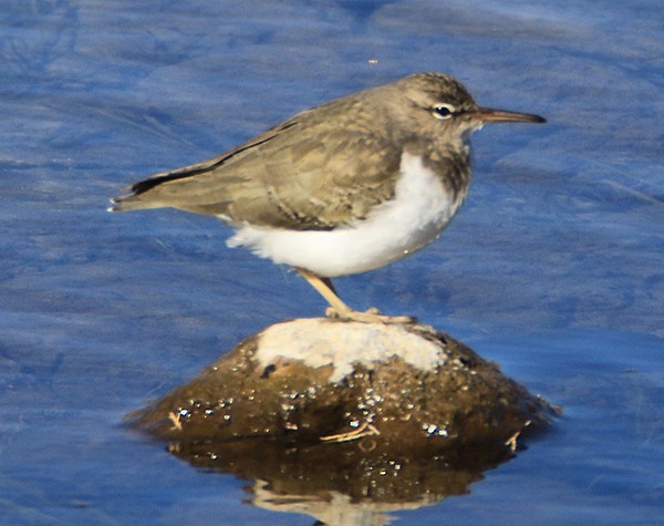 Spotted Sandpiper - Moe Bertrand