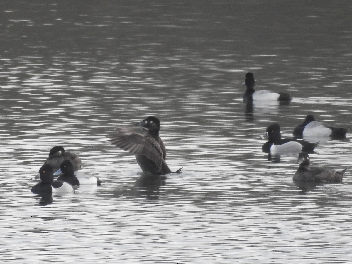 Surf Scoter - ML227757571