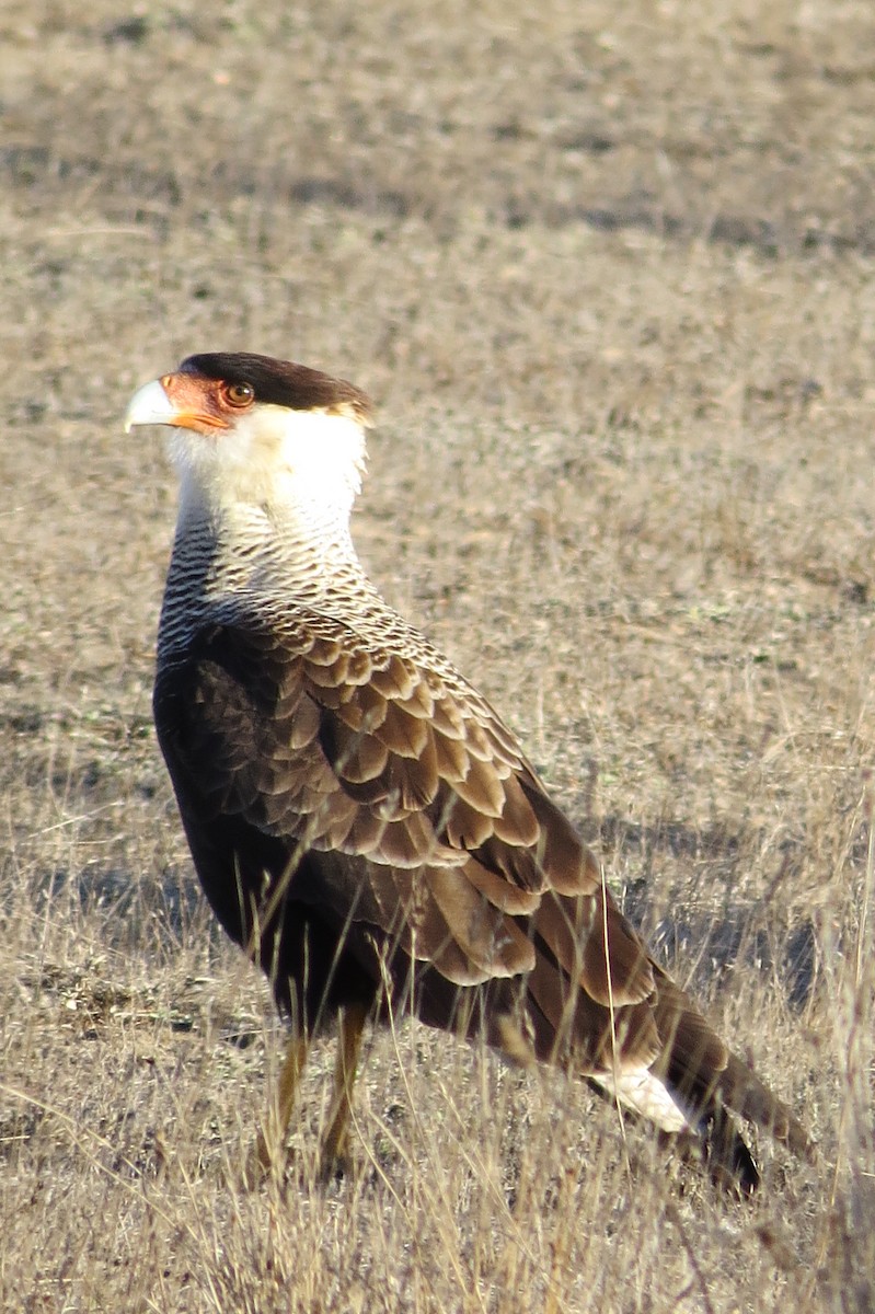 Crested Caracara (Southern) - ML227758181