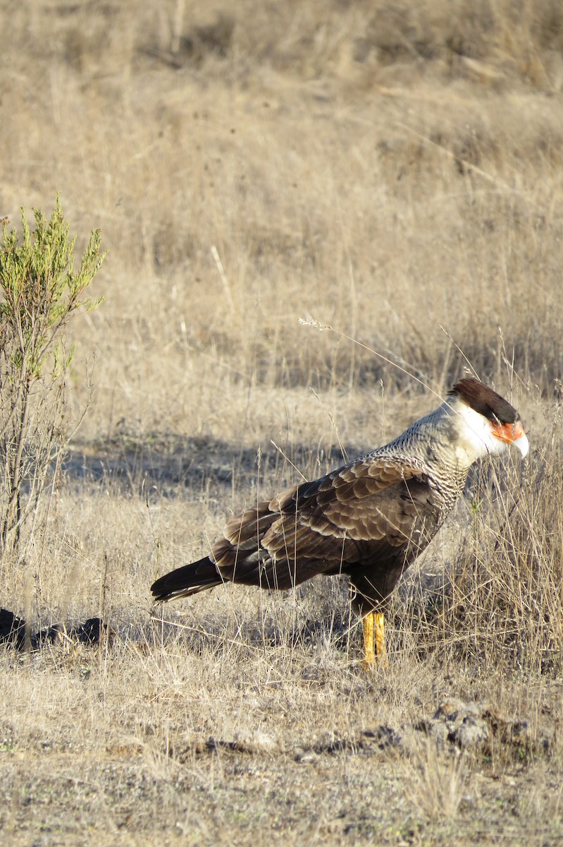 Caracara Carancho (sureño) - ML227758421