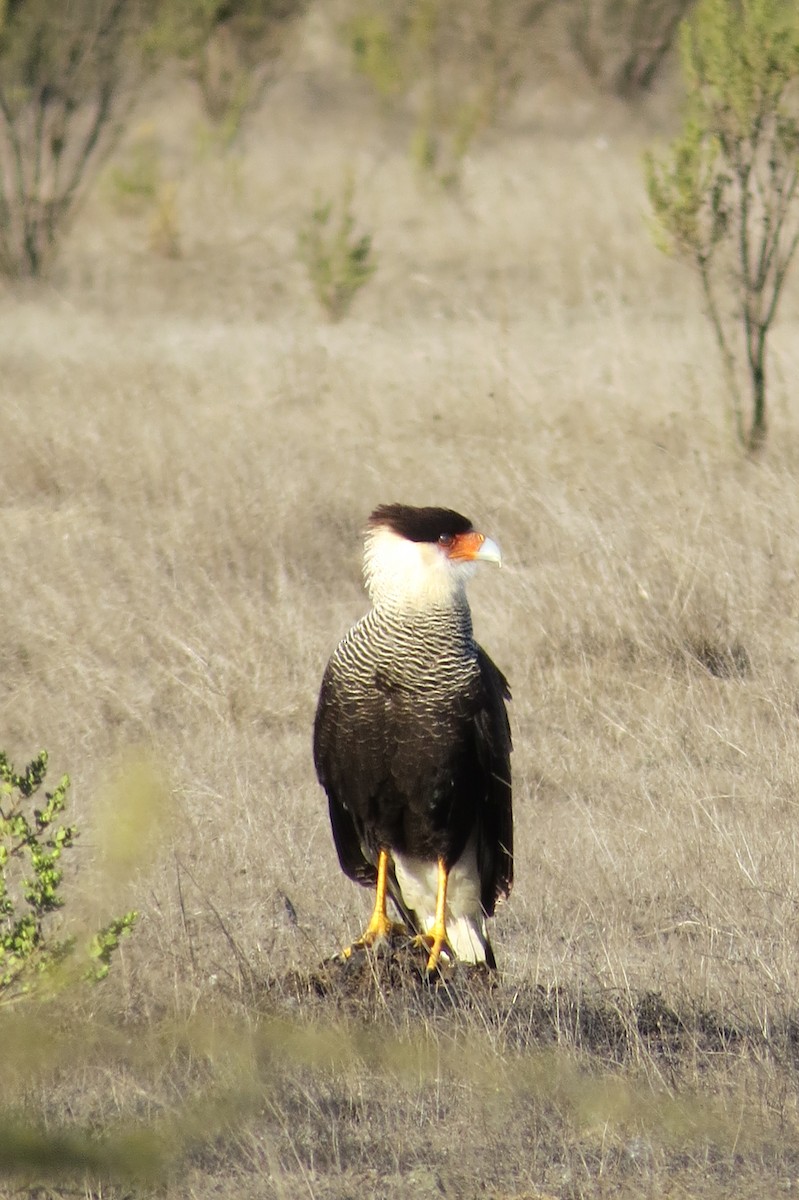 Crested Caracara (Southern) - ML227758891