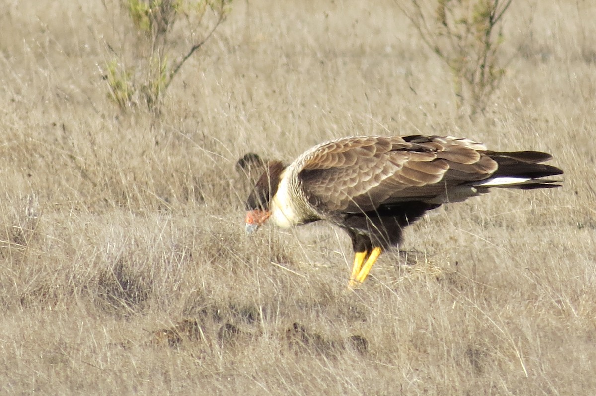 Crested Caracara (Southern) - ML227758921