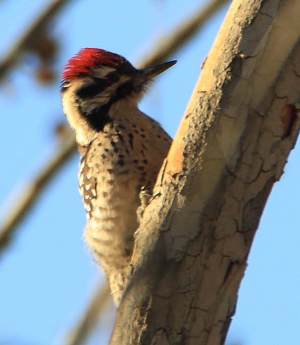 Ladder-backed Woodpecker - ML22776151