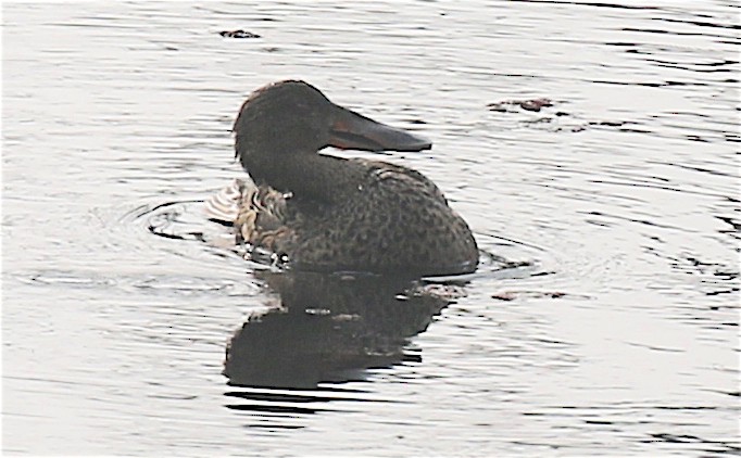 Northern Shoveler - ML227761761