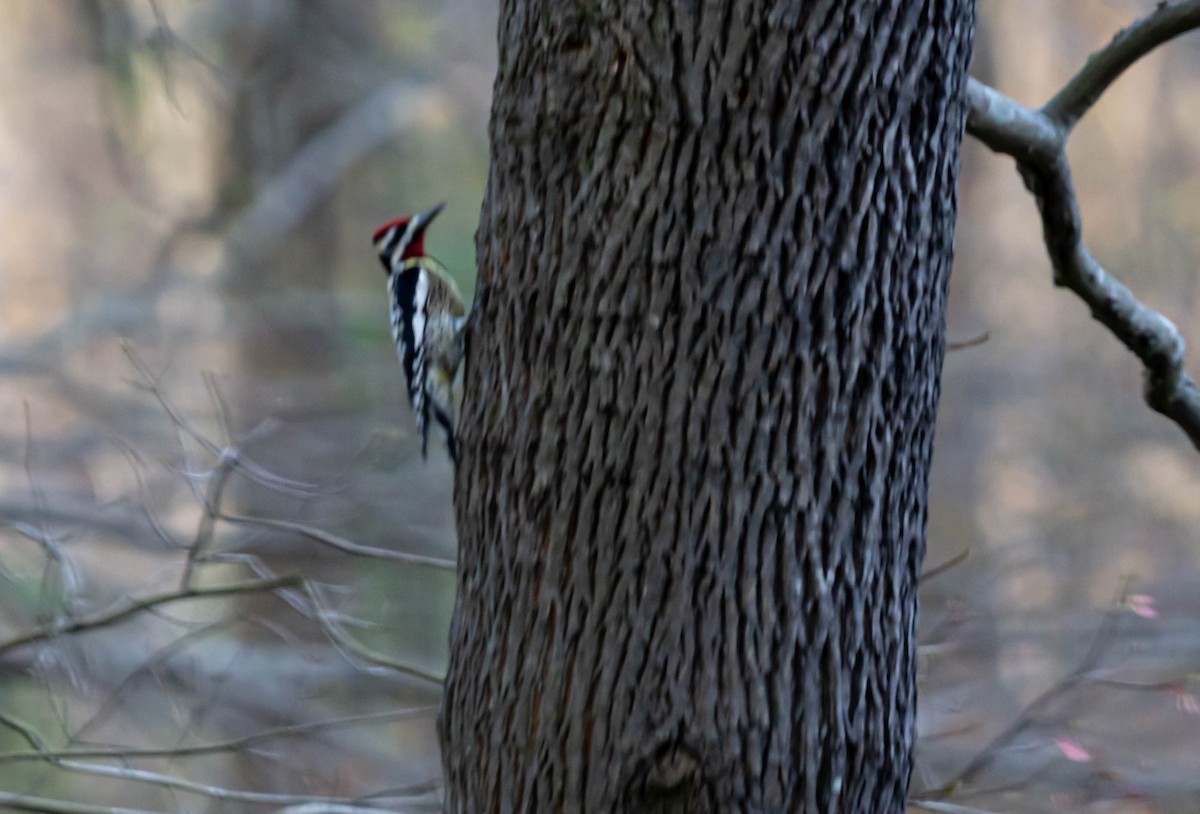 Yellow-bellied Sapsucker - ML227761821