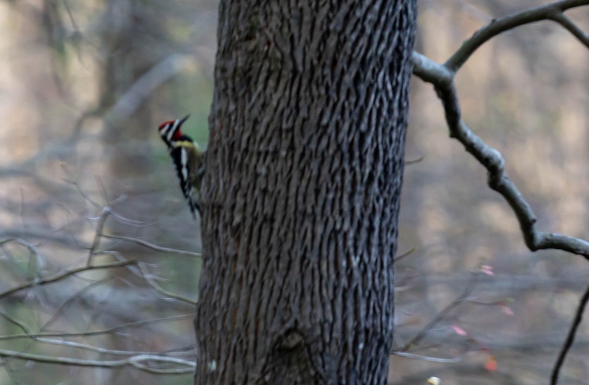 Yellow-bellied Sapsucker - ML227761831