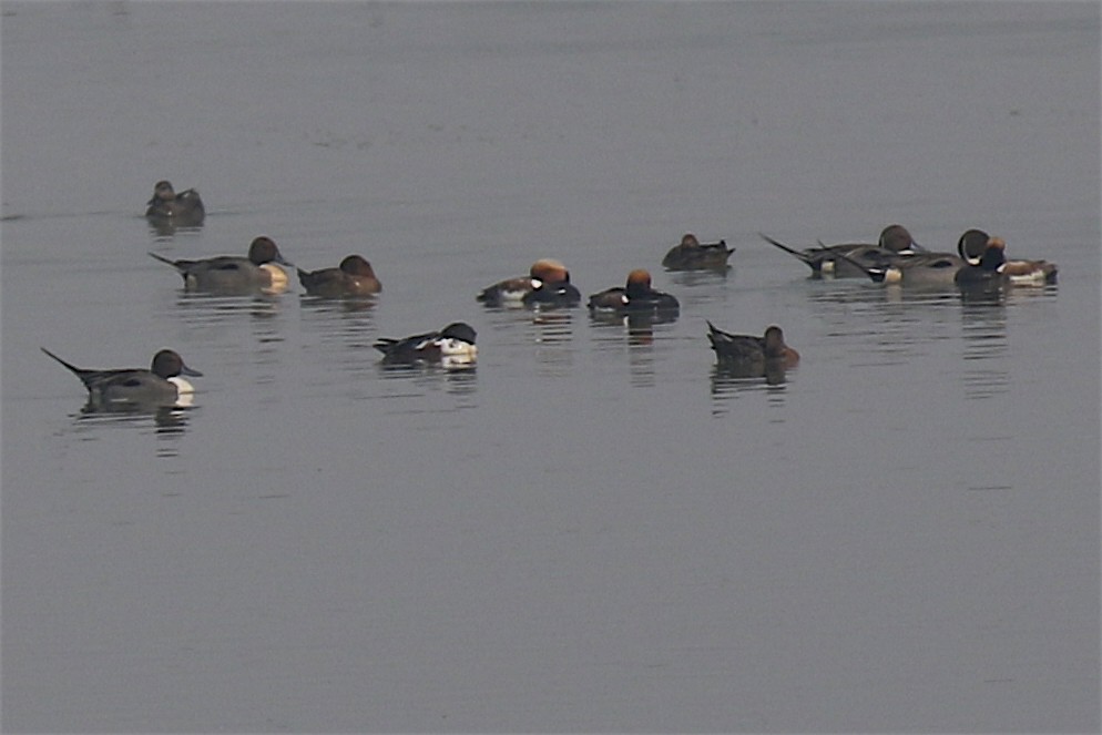 Northern Pintail - Ron Hess