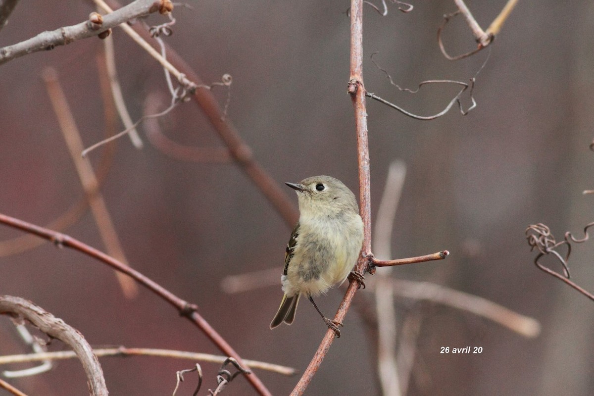 Ruby-crowned Kinglet - ML227762311