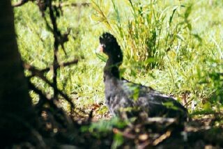 Black Curassow - ML227766611