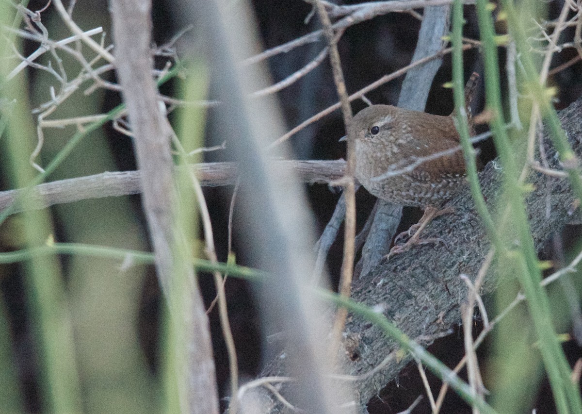 Winter Wren - Timothy Spahr