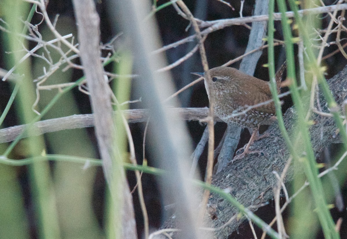 Winter Wren - Timothy Spahr