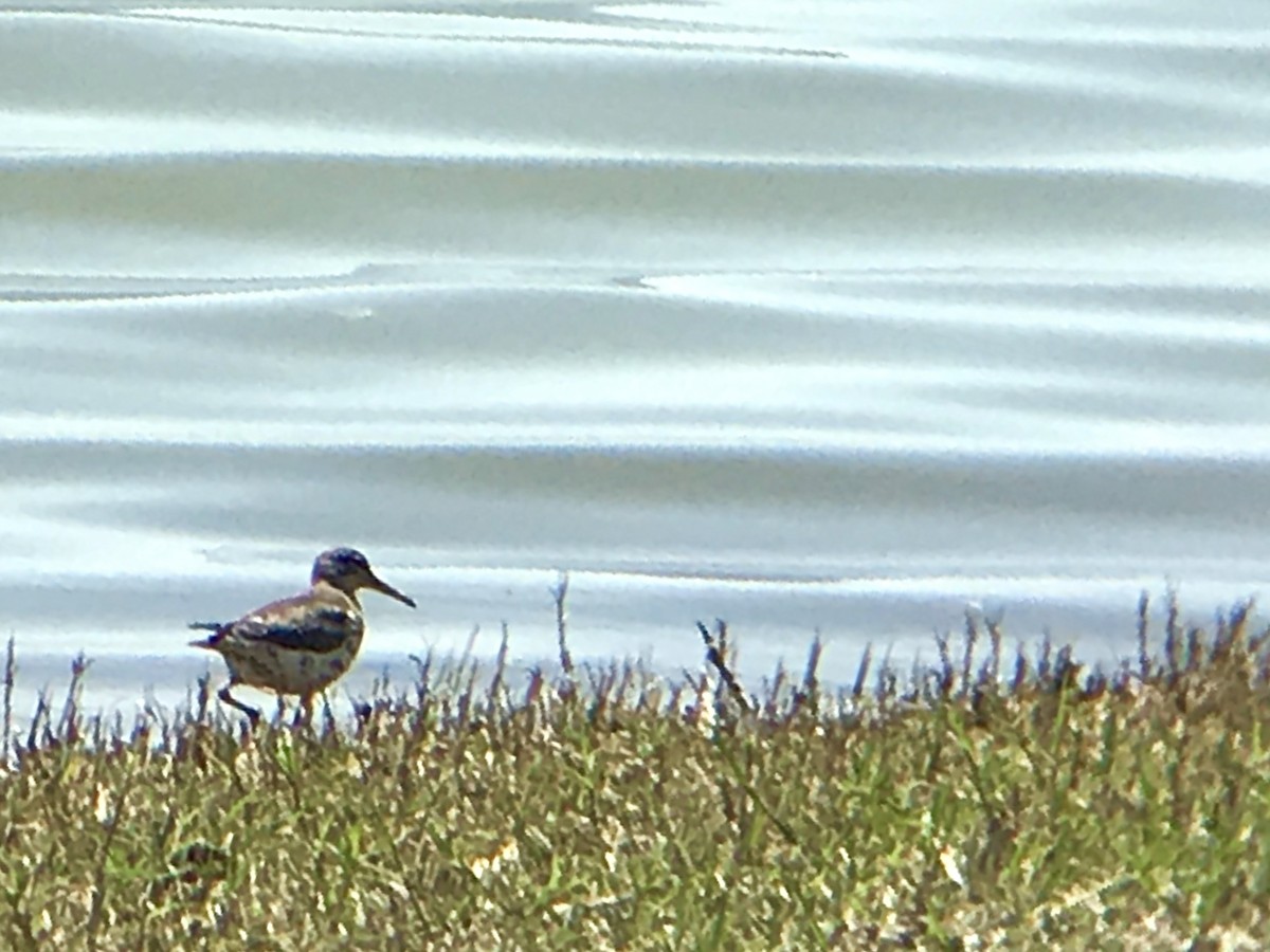 Spotted Sandpiper - ML227768661