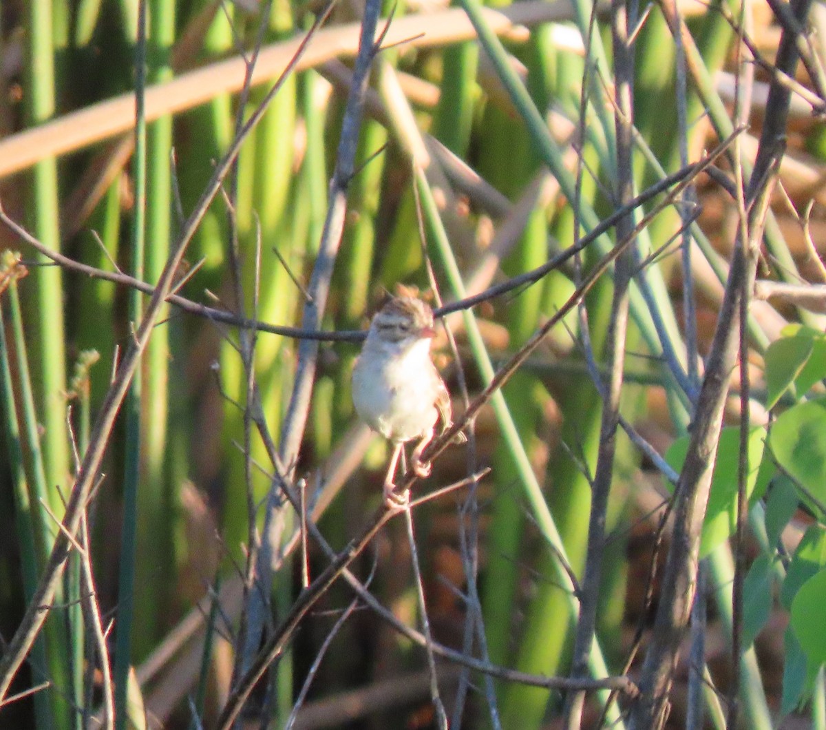 Clay-colored Sparrow - ML227768941