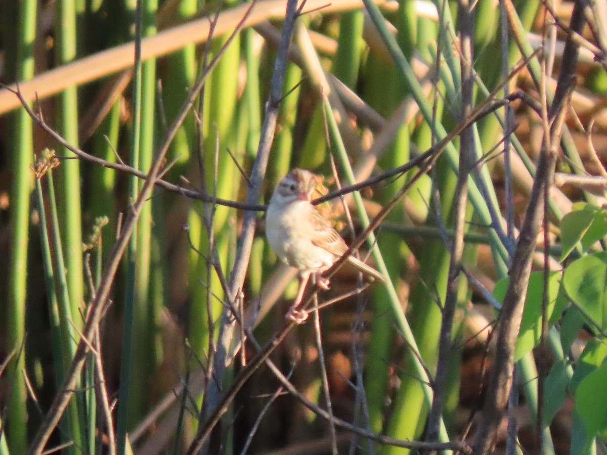 Clay-colored Sparrow - ML227769111
