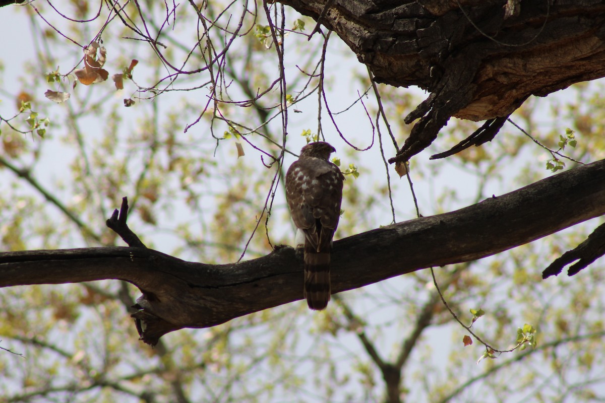 Cooper's Hawk - ML227771581