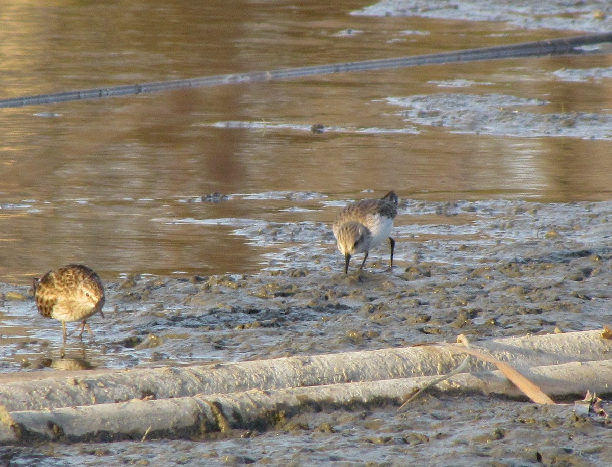 Western Sandpiper - ML22777161