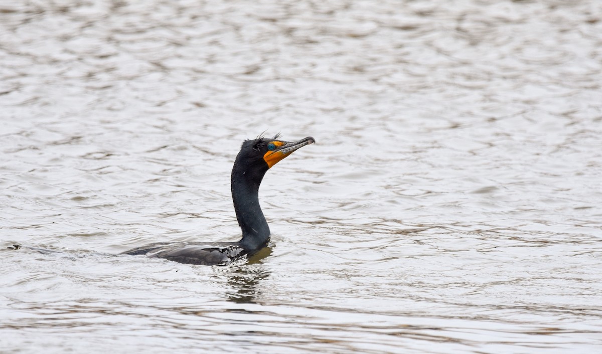 Double-crested Cormorant - ML227771651