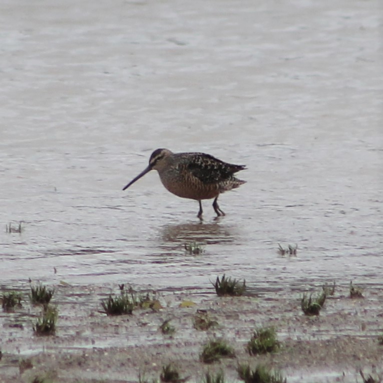 Long-billed Dowitcher - Derrick  Hill