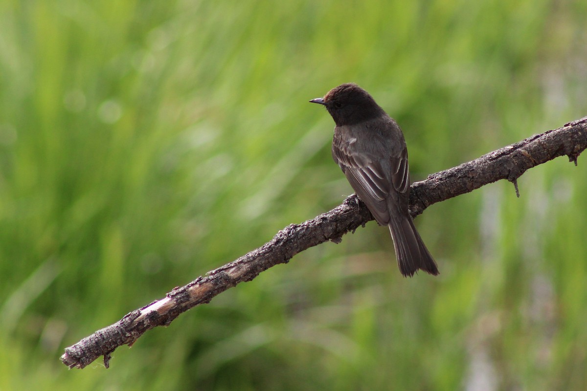 Black Phoebe - ML227773481