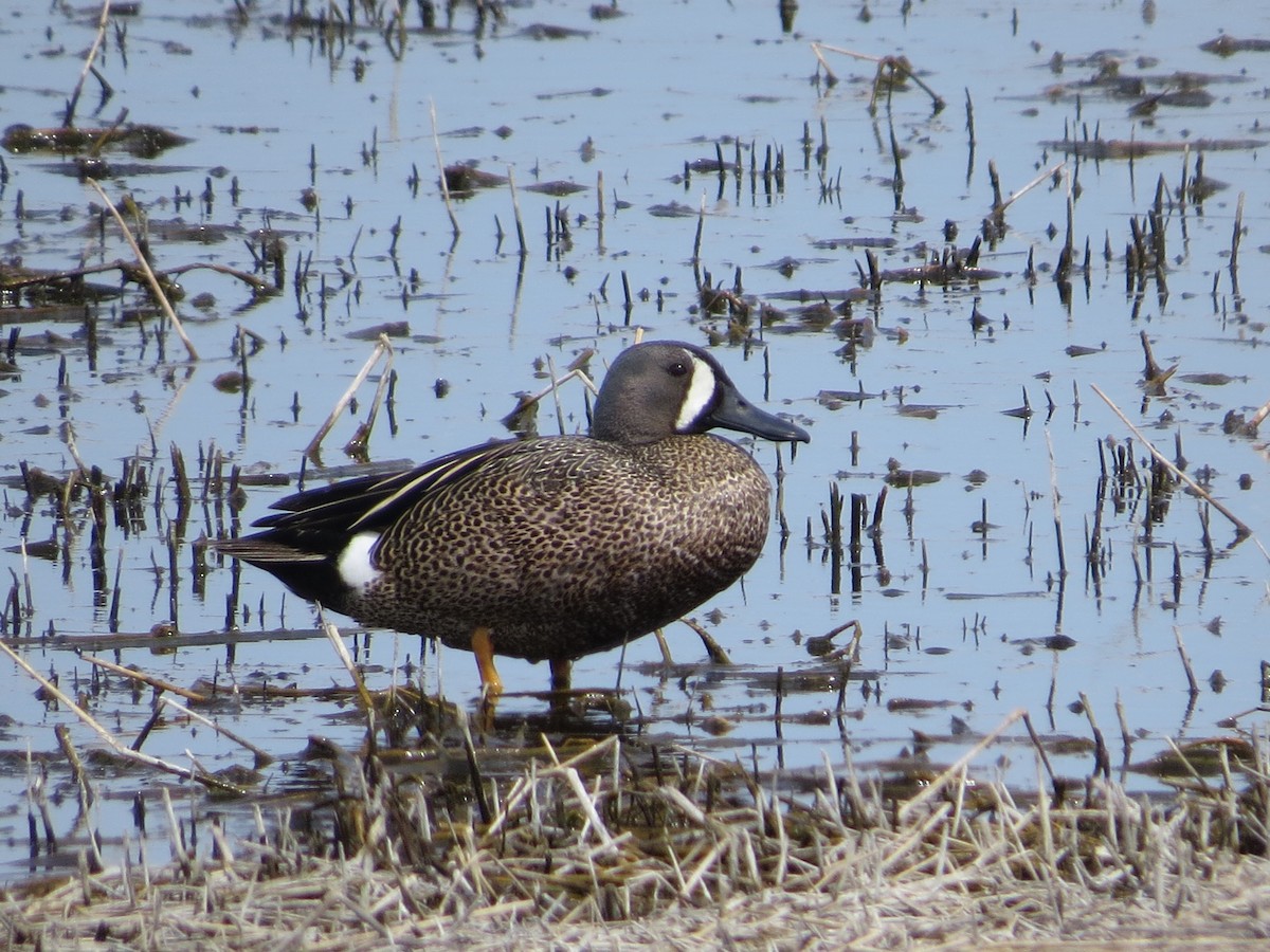 Blue-winged Teal - ML227773511