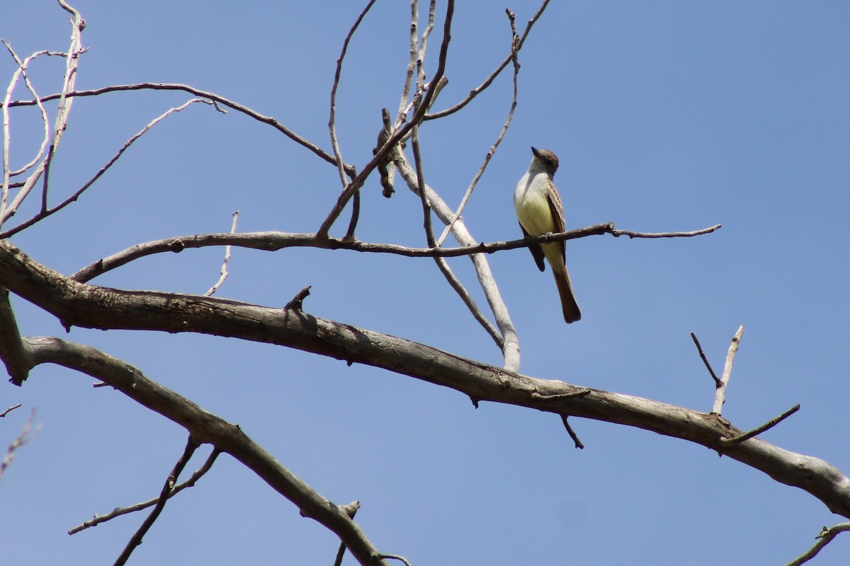 Ash-throated Flycatcher - David Lerwill