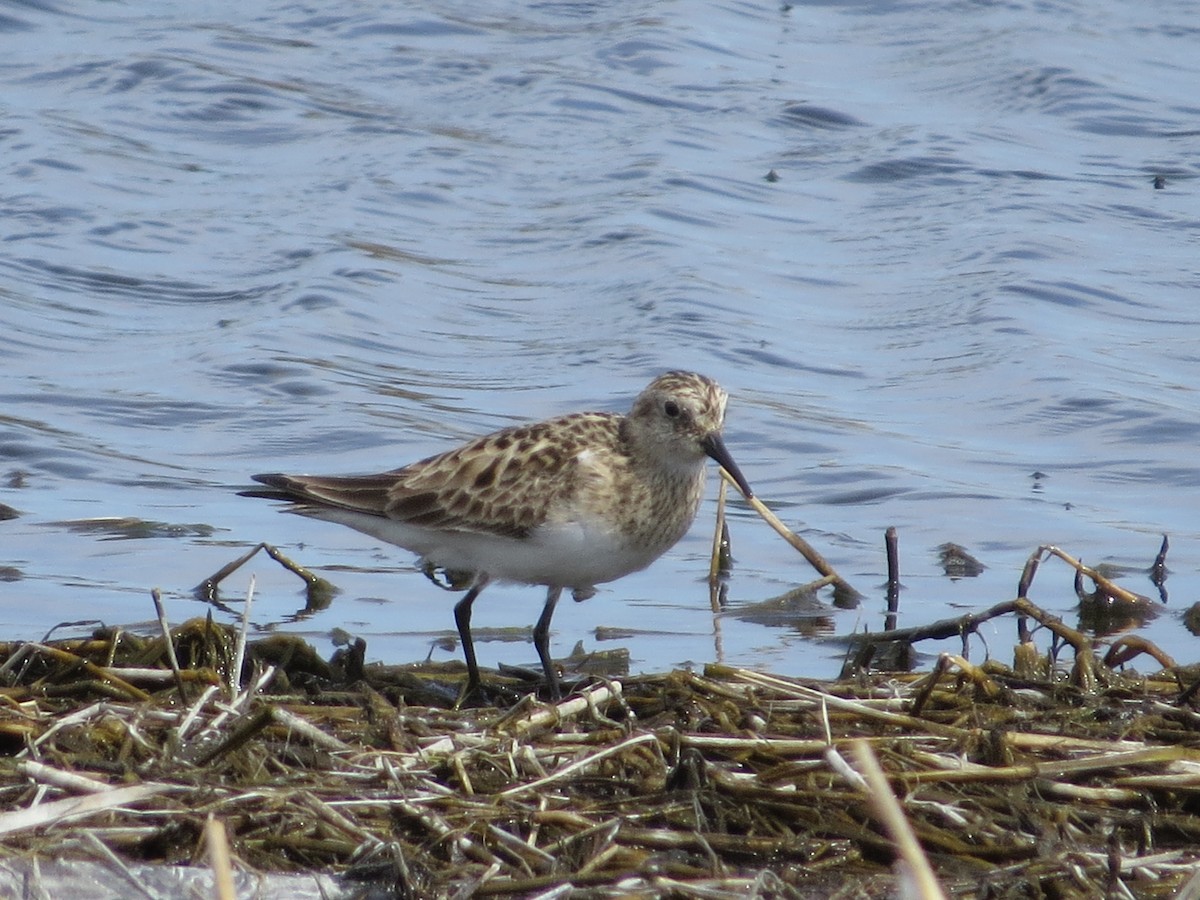 Baird's Sandpiper - ML227773751