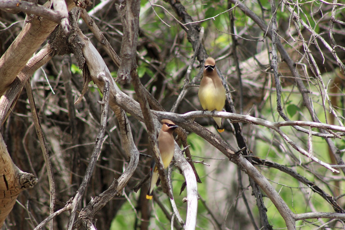 Cedar Waxwing - ML227773781