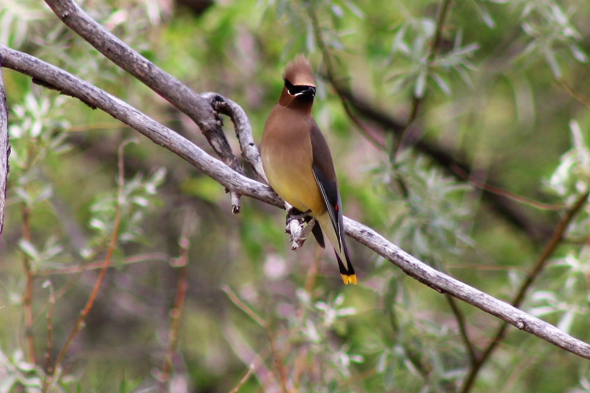 Cedar Waxwing - ML227773941