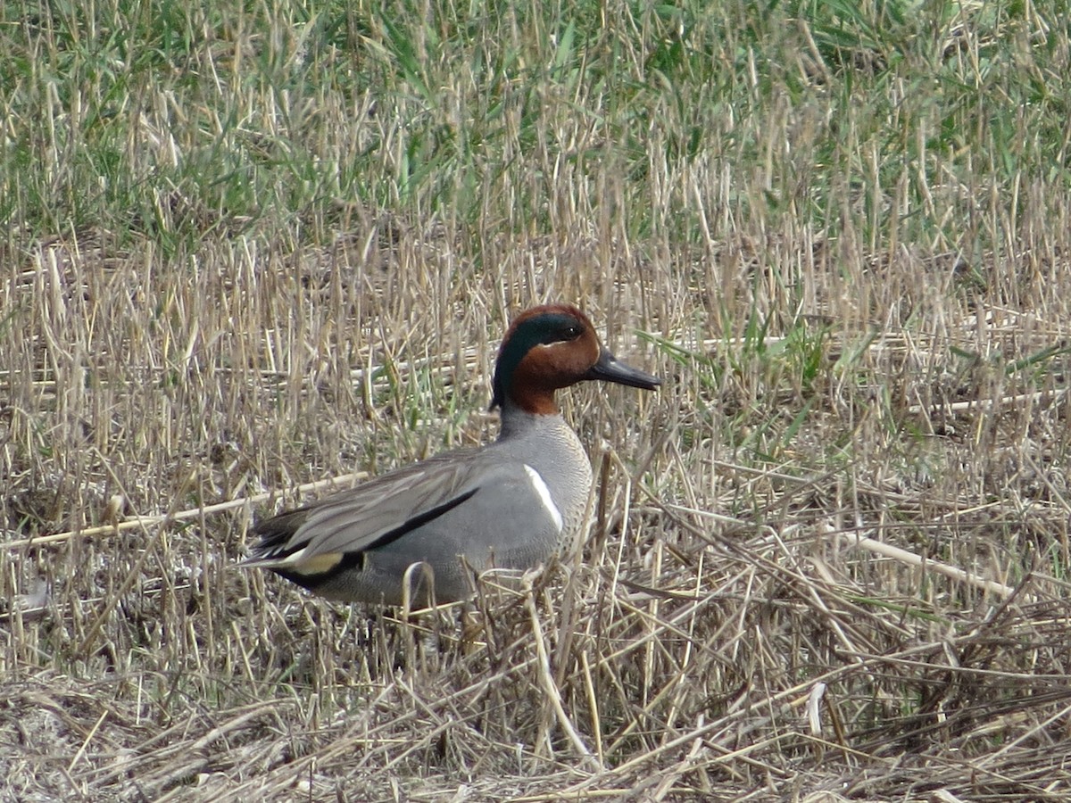 Green-winged Teal - ML227773951