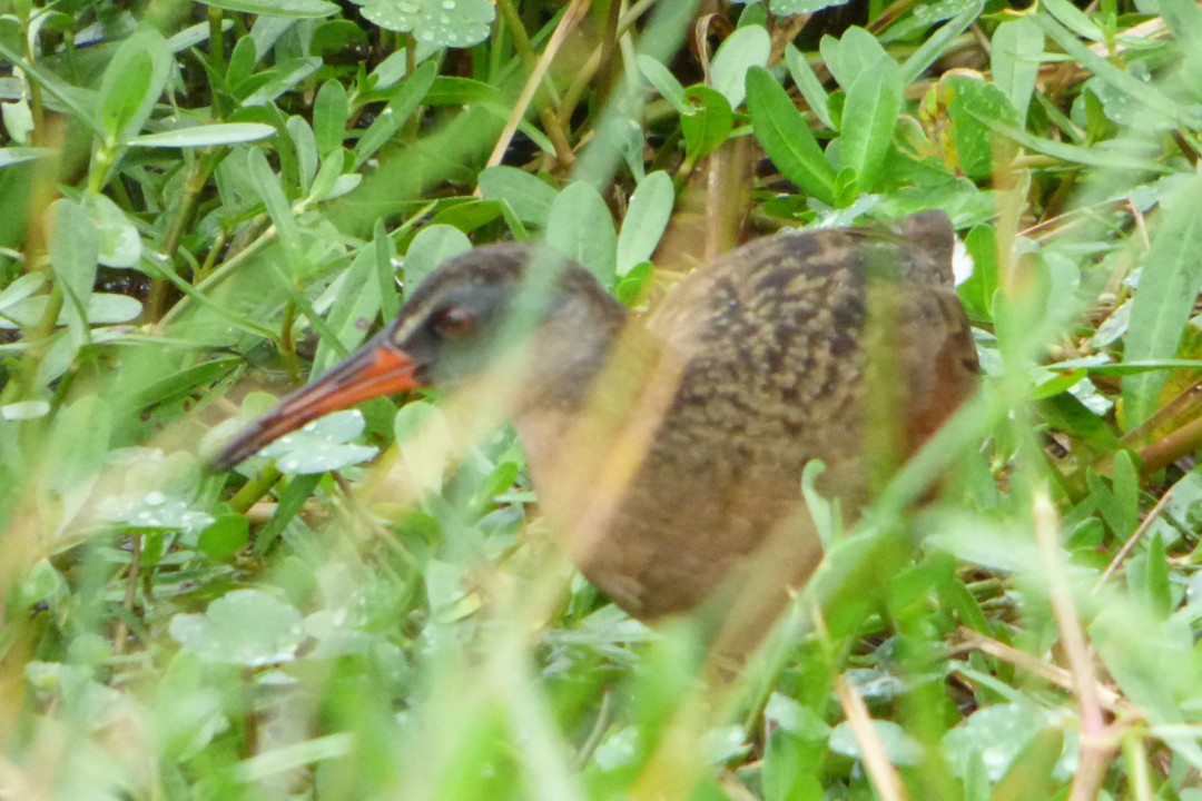 Virginia Rail - Jeffrey Gammon