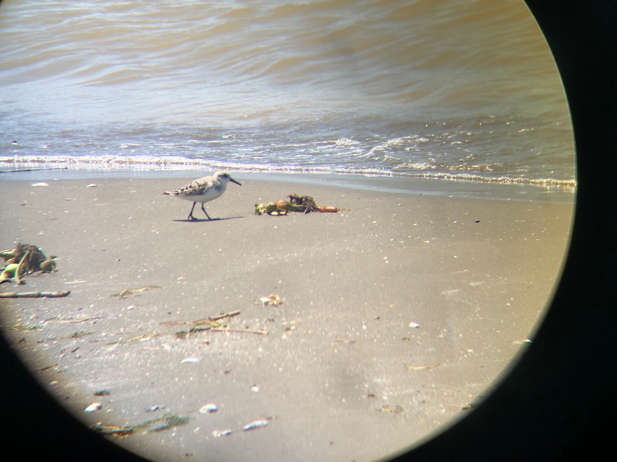 Sanderling - Beaux Jones