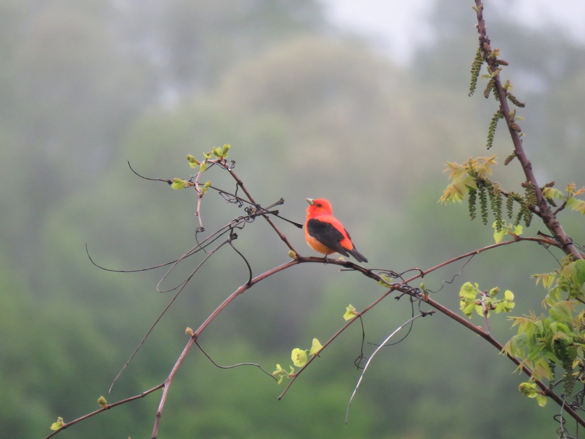 Scarlet Tanager - ML227774431