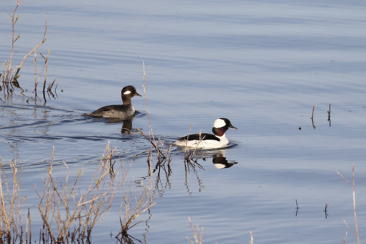 Bufflehead - ML227775001